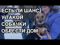 Спасение животных Приехали взять собачку из приюта