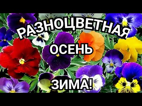 🌹#влог//Что Сажаю в Ноябре?//Зимние Цветы в Саду//Гортензия, Анютины Глазки,Хризантема Мультифлора.