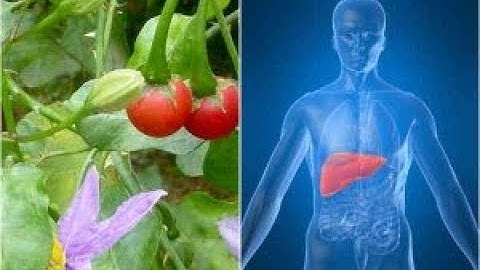 Bị viêm gan B nên dùng cây an xoa hay cây cà gai leo ?