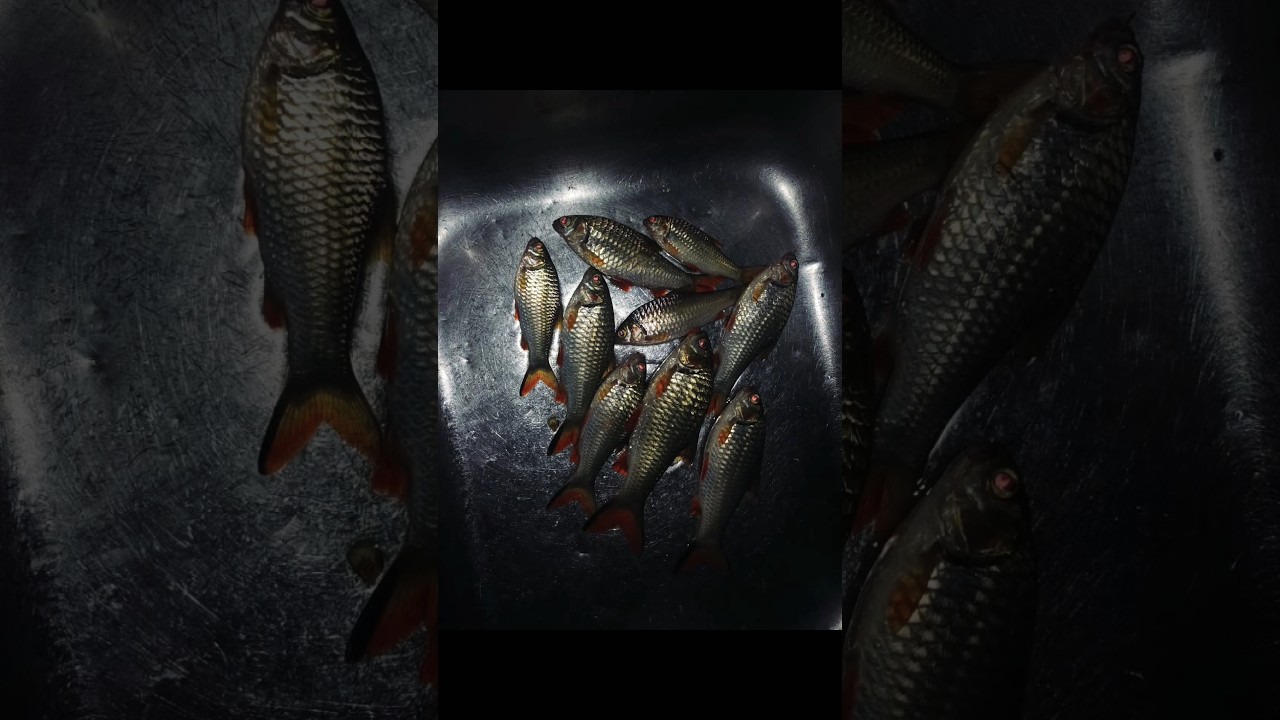 Pul uchun parkda emish