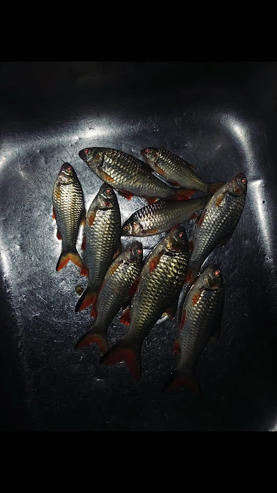 Ayol jinsiy azosi yaqin