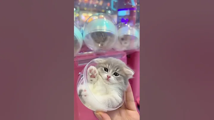 Video 11679671: norwegianforestcat cat cute, forest, fluffy cat