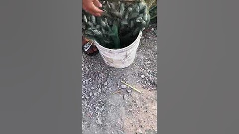 bắt cá rô phi cho rắn ri cá ăn