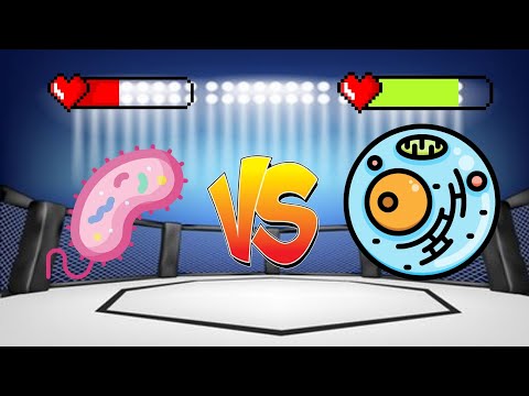 الفرق بين الخلايا حقيقيات النواة و بدائيات النواة