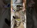 Not Just Cute: Raccoons' Weirdest Superpowers!
