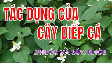 TÁC DỤNG CỦA CÂY DIẾP CÁ I THUỐC VÀ SỨC KHỎE