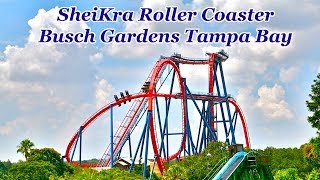 SheiKra Roller Coaster | Busch Gardens Tampa Bay | HD POV @60fps