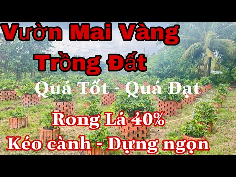 mai vàng trồng đất _ chăm sóc mai vàng tháng 5,6al 2023 Mới