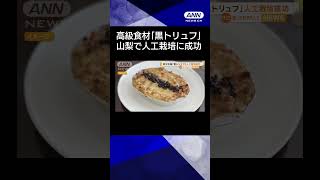 【ニュース】高級食材「黒トリュフ」　山梨で人工栽培に成功、国内で2例目　6年前から試み