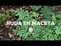 Como Plantar RUDA En Maceta/cuidados, riego, clima, tierra ideal/manos de tierra