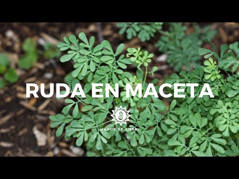 Video: Cosecha de hierbas de ruda: cómo y cuándo usar plantas de ruda del jardín
