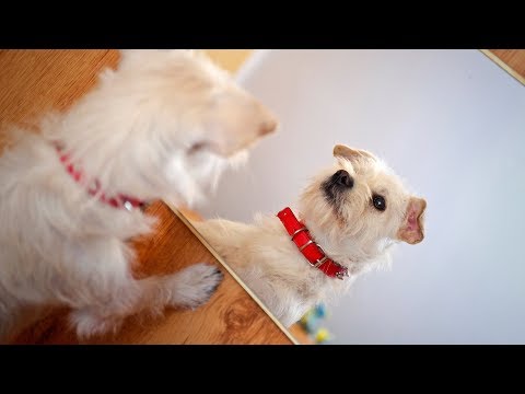 pet-interviews---mirrors