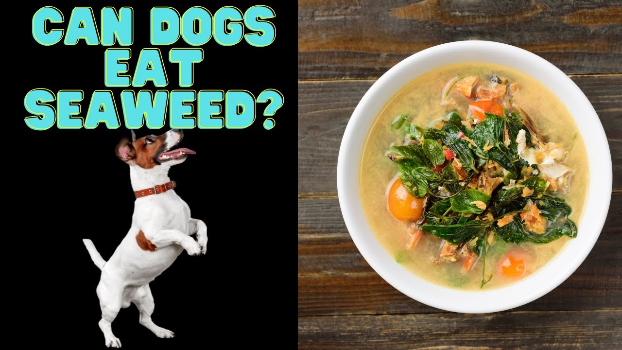 Can dogs eat Seaweed? Safe TypesBenefitsSide Effects YouTube