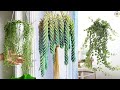 10 Best Low Light Hanging Houseplants for Your Home || Indoor Plants