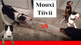 Bull Terrier Gagnant Ou Perdant ? Bull Terrier Winner Or Looser ?