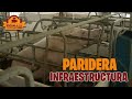 APRENDE A CONSTRUIR TU PARIDERA YA MISMO!! || Escuela de porcicultores