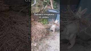 bunny delivery symptoms of rabbits shortvideo viral