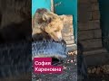 Медведица София и колесо #карендаллакян #animal #funny #приютспасименя #shorts