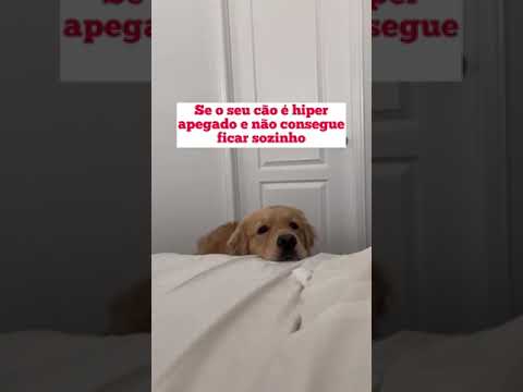 Vídeo: Você deve deixar o cachorro dormir no colo?