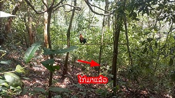 Dib qaib qu  tuaj zoo tiag tiag khuv xim g tau tua 2/8/2025