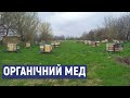 У селі на Кіровоградщині працює єдине в області підприємство, де виробляють органічний мед