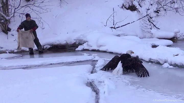 Iced Eagle Rescue on Lake Michigan