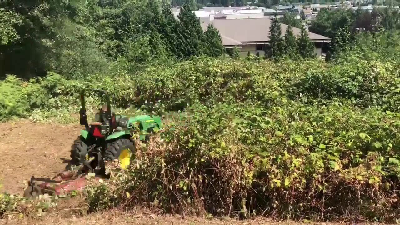 Clearing and Mulching Blackberries YouTube
