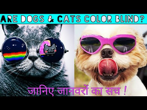Top 10 Animals