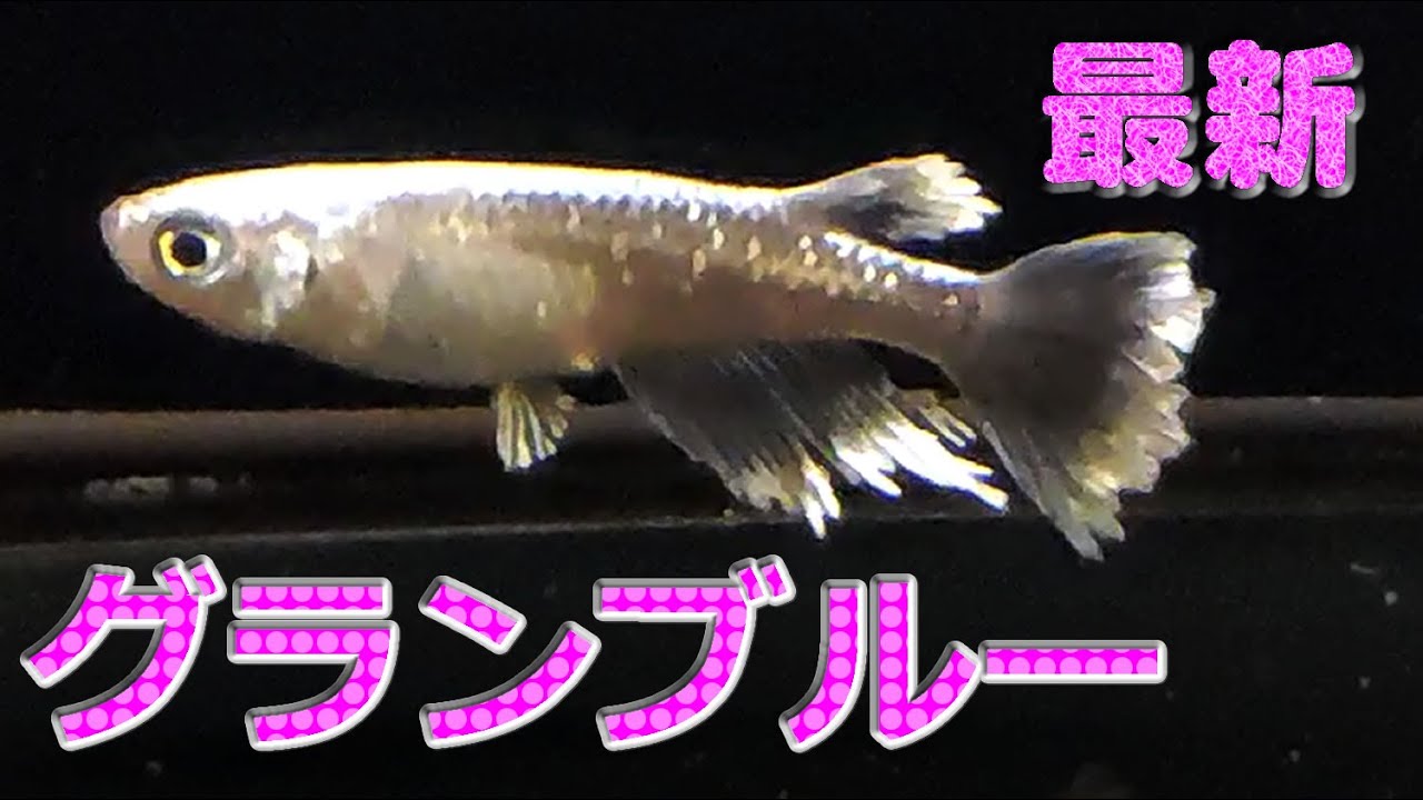 グランブルー めだかコレクション Vol 13 改良メダカ Azumaめだかさん直ブリード めだかの箱庭 サムネイル画像は動画から切り抜き Youtube