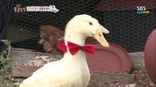 SBS [Animal Farm]  Chase between a chicken and duck brothers