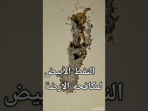 استخدام النفط الأبيض لمكافحة الأرضة