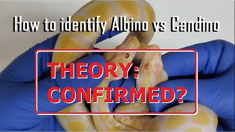 Albino vs Candino - Conclusion