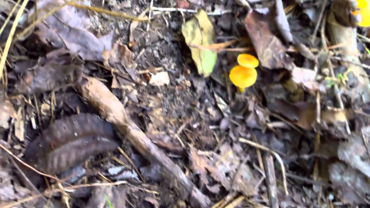 camera iphone 8 plus apk Small Bright Orange Mushrooms