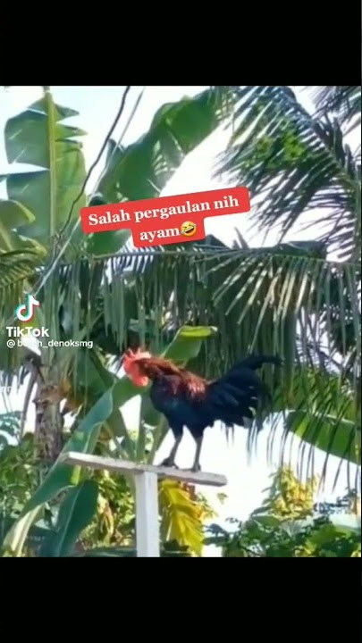 nada dering kamunanyak lucu