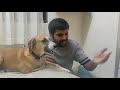 Dog sings at different pitches along with owner Mp3 Song