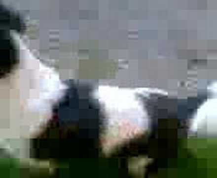 kuyen jugando camera iphone 8 plus apk