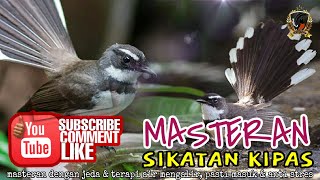 WAJIB COBA...!!! Masteran AMPUH Sikatan Kipas...!!! | Radja Kicau Mania