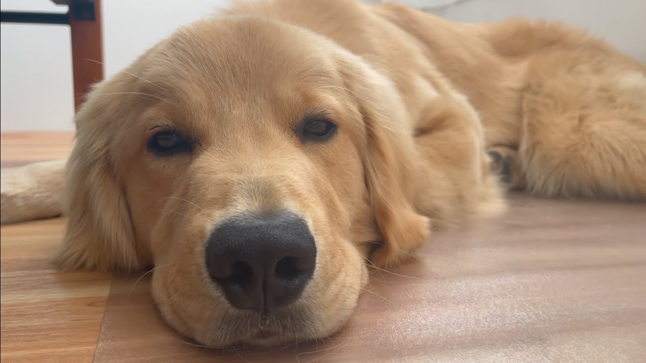 一人暮らしで犬を飼うと決めたとき 自分と交わした約束があります ゴールデンレトリバーびすけ Youtube 一人暮らしで犬を飼うと決めたとき 自分と交わした約束があります ゴールデンレトリバーびすけ Youtube