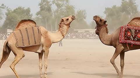 😱 Live Camel Fight Dangal | Het geweldige gevecht van de kamelen! | Woestijngevecht