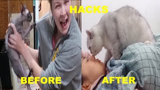 15 Cat life hacks that will change your life