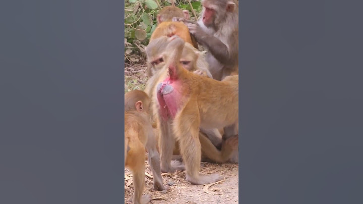 Monkey funny video 🤣😂 🙄 #shorts