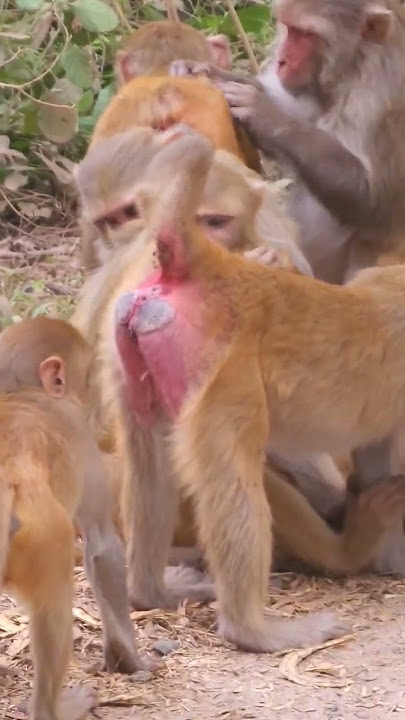 Monkey funny video 🤣😂 🙄 #shorts