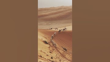 أفلا ينظرون إلى الإبل كيف خلقت/مقطع قران قصير تلاوة خاشعة بصوت الشيخ خالد الجليل
