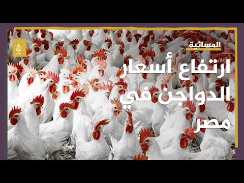 ارتفاع أسعار الدواجن في مصر إلى مستوى قياسي.. ما السبب؟