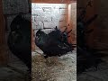 #pigeon #viral #shorts #kabutar