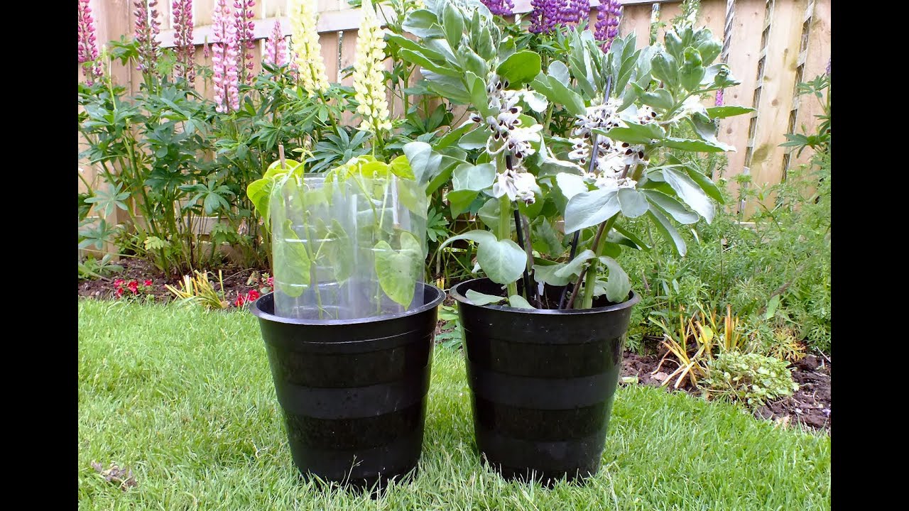 How to grow Dwarf beans in Pots on a Patio. Part 2. - YouTube