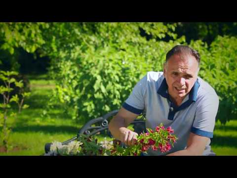 Добрый Сад: Вейгела, Горец, Кольквиция