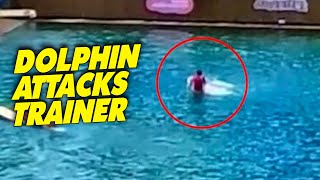 Dolphin Attacks Trainer at Miami Seaquarium Show