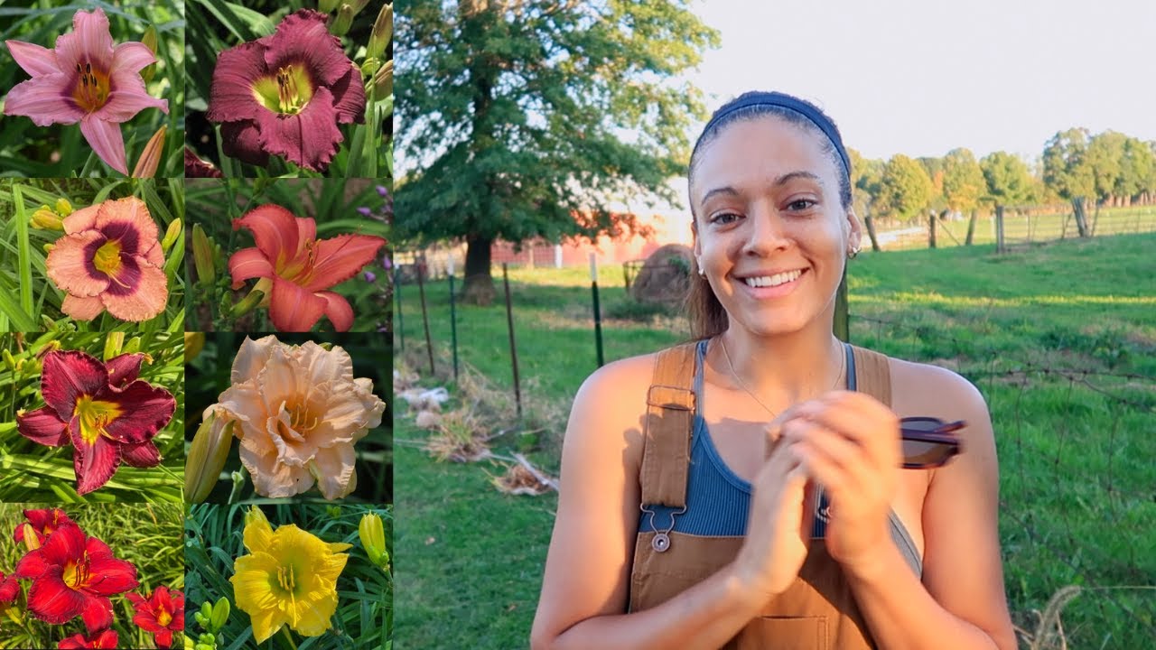 MASS PLANTING DAY LILIES  | FALL PROJECTS VIDEO #1