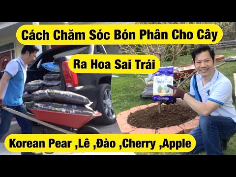 Video: Chăm Sóc Cây Anh Đào Stella - Học Cách Trồng Cây Anh Đào Stella